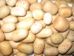 Ракушки.