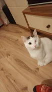 �����. ����