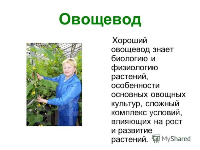 Овощевод Тольятти Магазин Режим Работы
