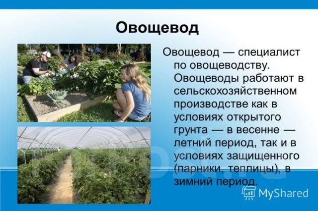 Проект профессии сельского хозяйства Овощевод- Цветовод заведующий хозяйством, работа в ООО. Бизнес Букет. во Владиво