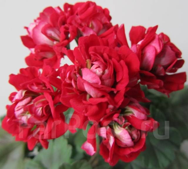 Vectis rosebud пеларгония фото
