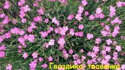 Гвоздика-травянка 2 сорта