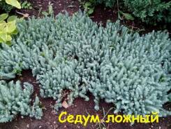Седум ложный