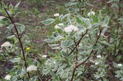 Свидина белая "Variegata"