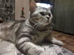 Шотландская прямоухая короткошерстная кошка.