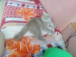 Шотландская прямоухая короткошерстная кошка.