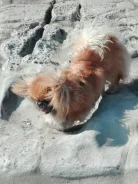 �������. ����