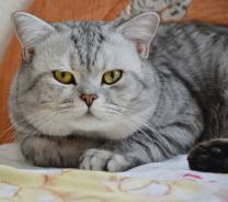 Британская кошка.