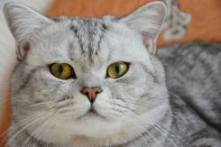 Британская кошка.