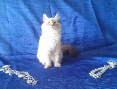 Невская маскарадная кошка.