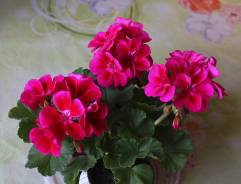 Пеларгония.