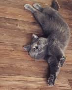 Британская кошка.