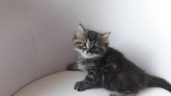 Кошки.