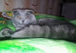 Шотландская вислоухая короткошерстная кошка.