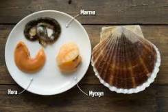 Морской гребешок.