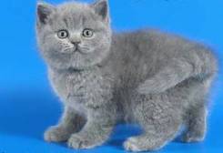 Британская кошка.