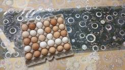 Яйцо куриное.