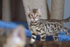 Бенгальская кошка.