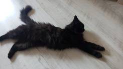 Кошки.