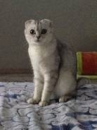 Шотландская вислоухая короткошерстная кошка.