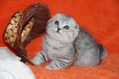 Шотландская вислоухая кошка.