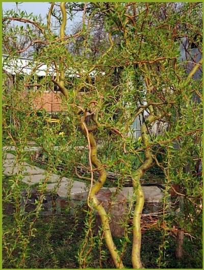 Ива матсудана фото в ландшафтном Саженцы Ивы Salix Matsudana, новый, в наличии. Цена: 650 ₽ во Владивостоке