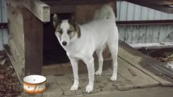 �����. ����