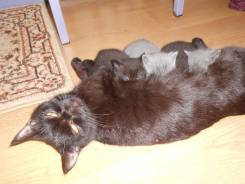 Шотландская прямоухая кошка.