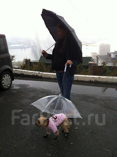 Зонт для собаки. Всего за рубль, кошек, кроликов, хорьков, в наличии во ...