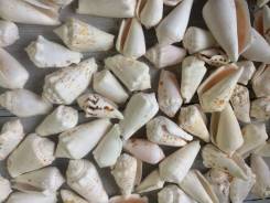 Раковины, ракушки.