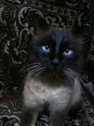 Тайская кошка.