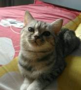 Шотландская прямоухая кошка.
