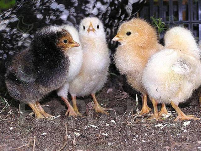 Цыплята разных пород фото с названиями и описанием