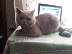 Британская кошка.