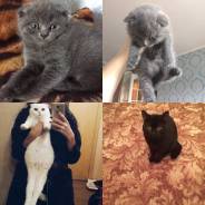 Шотландская вислоухая кошка.