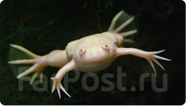 Шпорцевые лягушки (Xenopus)