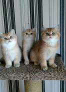 Британская кошка.
