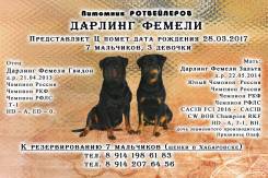 Ротвейлер.