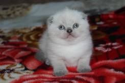Шотландская вислоухая кошка.