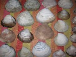 Ракушки.
