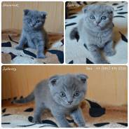 Шотландская вислоухая длинношерстная кошка.