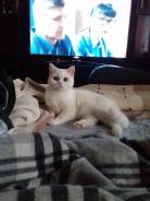 Шотландская прямоухая кошка.