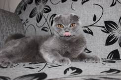 Шотландская вислоухая кошка.