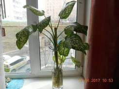 Диффенбахия.