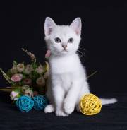 Бурмилла. Под заказ