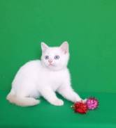 Шотландская кошка.