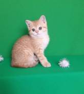 Шотландская кошка.