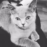 Шотландская прямоухая кошка.