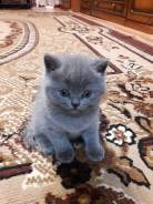 Шотландская кошка.