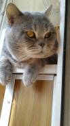 Шотландская прямоухая короткошерстная кошка.